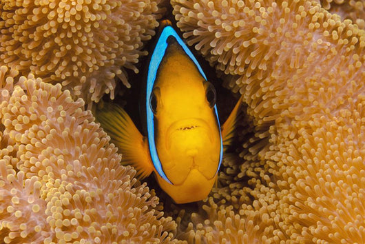 Fiji, Orange Fin Anemonefish Hiding In Its Host Anemone Wall Mural