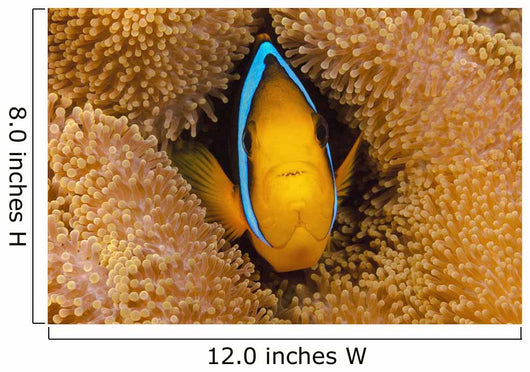 Fiji, Orange Fin Anemonefish Hiding In Its Host Anemone Wall Mural