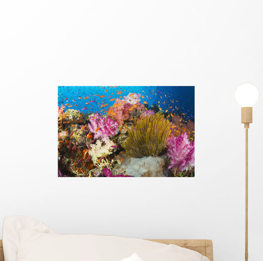 Fiji, Alconarian Coral And A Crinoid Along With Schooling Anthias Wall Mural