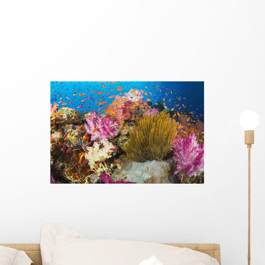 Fiji, Alconarian Coral And A Crinoid Along With Schooling Anthias Wall Mural
