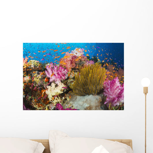 Fiji, Alconarian Coral And A Crinoid Along With Schooling Anthias Wall Mural