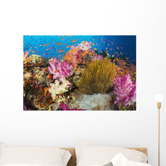 Fiji, Alconarian Coral And A Crinoid Along With Schooling Anthias Wall Mural