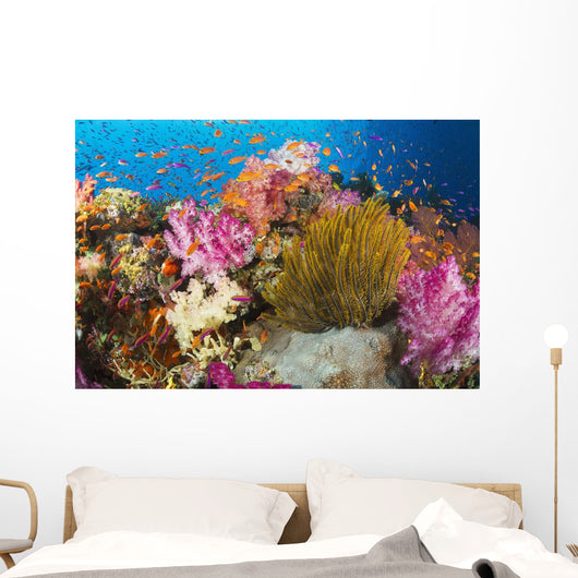 Fiji, Alconarian Coral And A Crinoid Along With Schooling Anthias Wall Mural