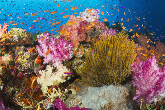 Fiji, Alconarian Coral And A Crinoid Along With Schooling Anthias Wall Mural