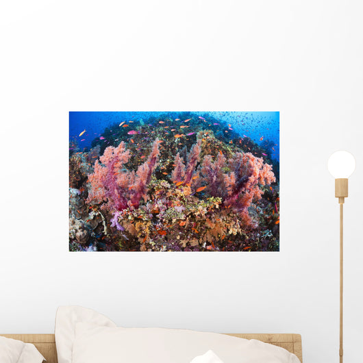 Fiji, Alconarian Coral With Schooling Anthias Wall Mural