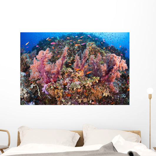 Fiji, Alconarian Coral With Schooling Anthias Wall Mural