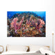 Fiji, Alconarian Coral With Schooling Anthias Wall Mural
