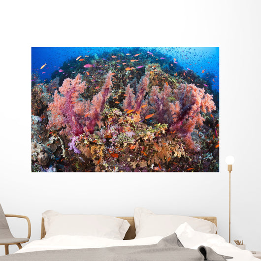 Fiji, Alconarian Coral With Schooling Anthias Wall Mural