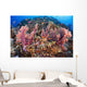 Fiji, Alconarian Coral With Schooling Anthias Wall Mural