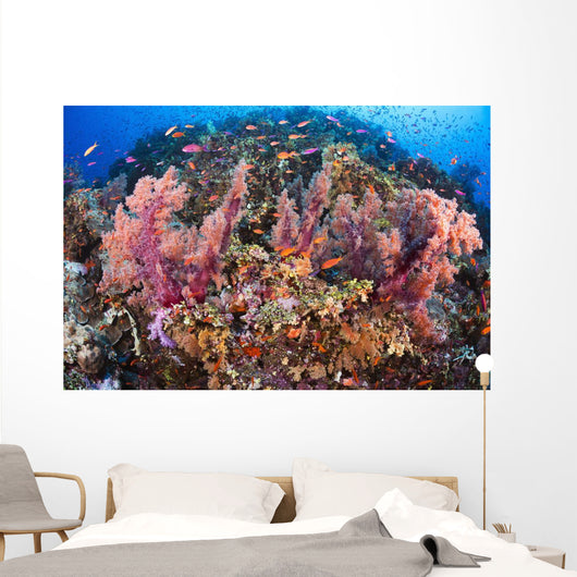 Fiji, Alconarian Coral With Schooling Anthias Wall Mural