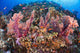 Fiji, Alconarian Coral With Schooling Anthias Wall Mural