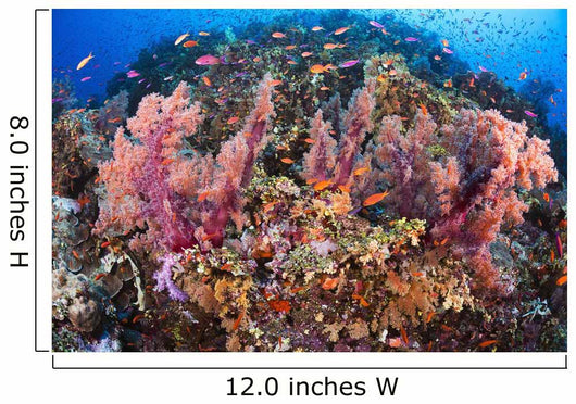 Fiji, Alconarian Coral With Schooling Anthias Wall Mural
