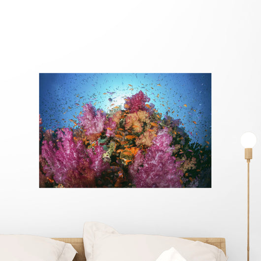 Fiji, Alconarian And Gorgonian Coral With Schooling Anthias Wall Mural