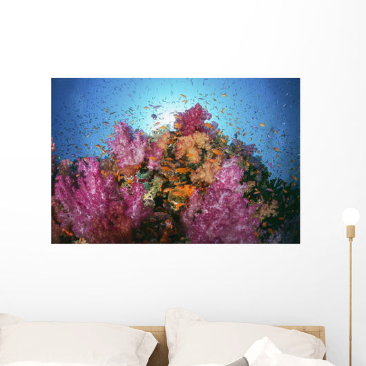 Fiji, Alconarian And Gorgonian Coral With Schooling Anthias Wall Mural