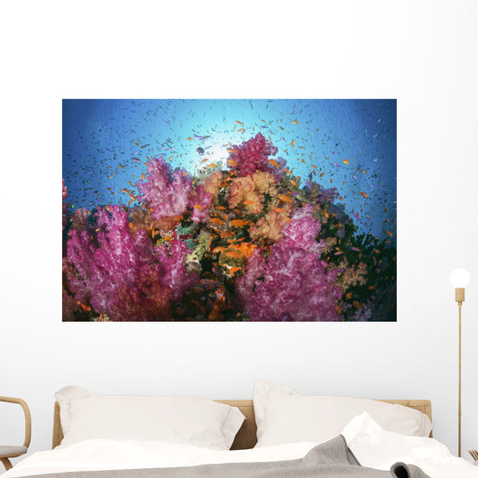 Fiji, Alconarian And Gorgonian Coral With Schooling Anthias Wall Mural