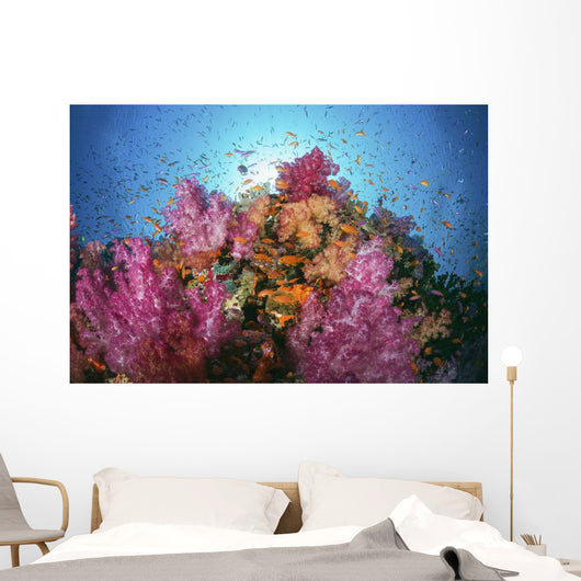 Fiji, Alconarian And Gorgonian Coral With Schooling Anthias Wall Mural