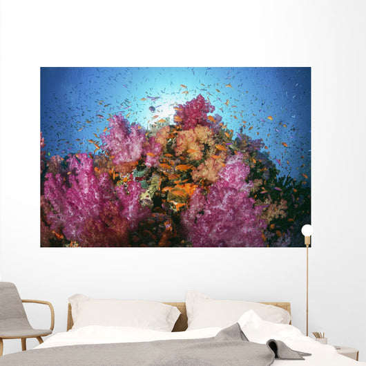 Fiji, Alconarian And Gorgonian Coral With Schooling Anthias Wall Mural
