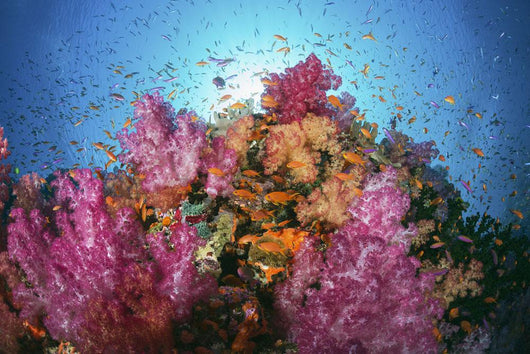 Fiji, Alconarian And Gorgonian Coral With Schooling Anthias Wall Mural