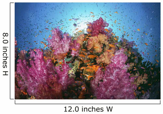 Fiji, Alconarian And Gorgonian Coral With Schooling Anthias Wall Mural
