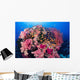 Fiji, Alconarian And Gorgonian Coral With Schooling Anthias Wall Mural
