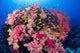 Fiji, Alconarian And Gorgonian Coral With Schooling Anthias Wall Mural
