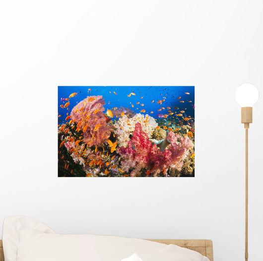 Fiji, Alconarian And Gorgonian Coral With Schooling Anthias Wall Mural