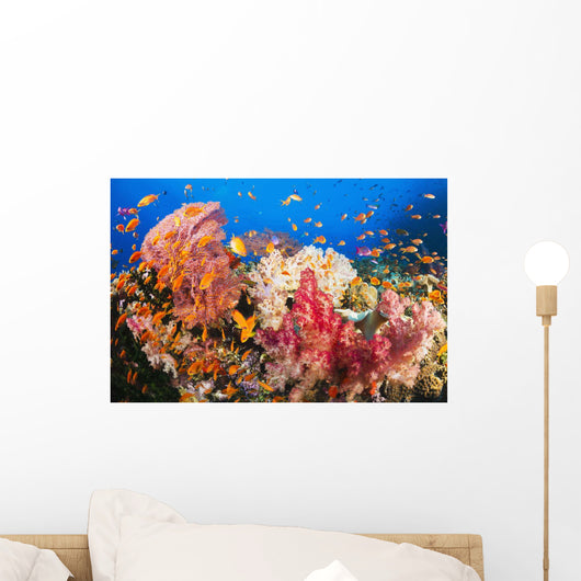 Fiji, Alconarian And Gorgonian Coral With Schooling Anthias Wall Mural