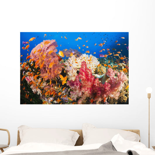 Fiji, Alconarian And Gorgonian Coral With Schooling Anthias Wall Mural