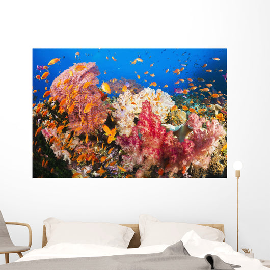 Fiji, Alconarian And Gorgonian Coral With Schooling Anthias Wall Mural