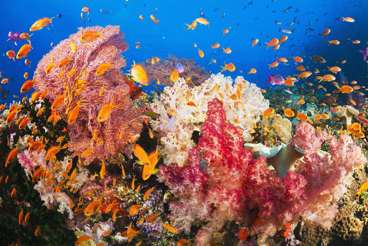Fiji, Alconarian And Gorgonian Coral With Schooling Anthias Wall Mural