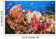 Fiji, Alconarian And Gorgonian Coral With Schooling Anthias Wall Mural