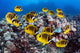 Hawaii, Lanai, Schooling Raccoon Butterflyfish Wall Mural