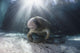 Endangered Florida Manatee At Three Sisters Spring Wall Mural