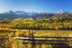 Snow Covered Aspen Mountains In Distance Wall Mural