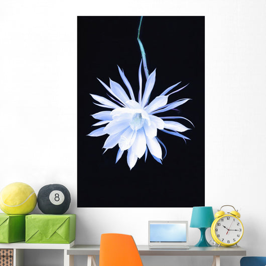 Queen Night Blooming Cereus Wall Decal