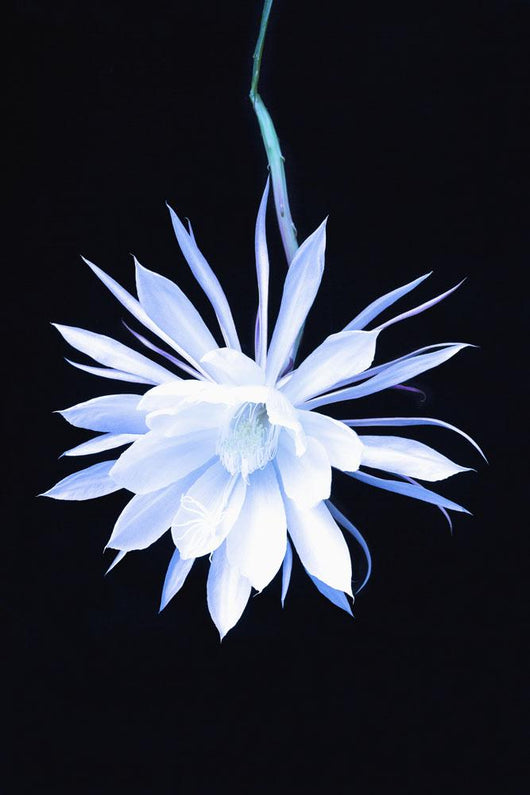 Queen Night Blooming Cereus Wall Decal