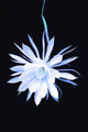 Queen Night Blooming Cereus Wall Decal