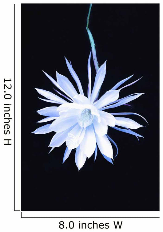 Queen Night Blooming Cereus Wall Decal