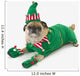 A pug in a christmas elf costume;St albert, alberta, canada Wall Mural