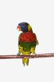 A colourful lorikeet parrot on a white background;St albert Wall Mural