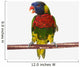 A colourful lorikeet parrot on a white background;St albert Wall Mural