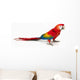 A scarlet macaw parrot on white background Wall Decal