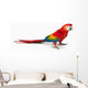 A scarlet macaw parrot on white background Wall Decal