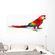 A scarlet macaw parrot on white background Wall Decal