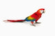 A scarlet macaw parrot on white background Wall Decal