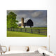 Black Barn Wall Mural