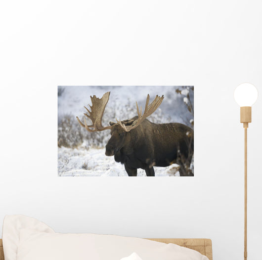 Bull moose in the chugach mountains;Alaska, united states of america Wall Mural