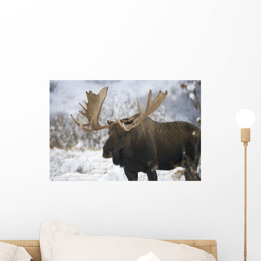 Bull moose in the chugach mountains;Alaska, united states of america Wall Mural