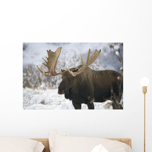 Bull moose in the chugach mountains;Alaska, united states of america Wall Mural