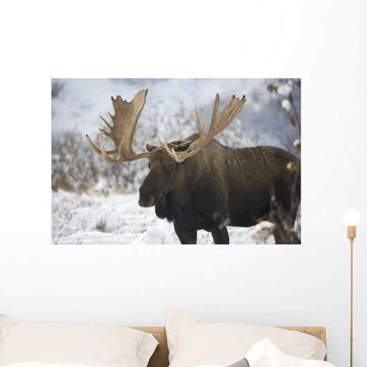 Bull moose in the chugach mountains;Alaska, united states of america Wall Mural